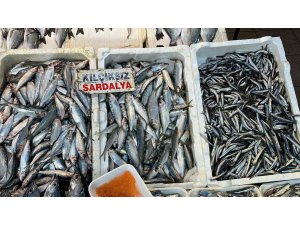 Sardalya ve hamsi balıkçıların yüzünü güldürüyor