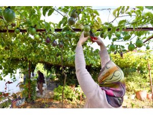 Anamur’da passiflora hasadı başladı