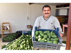 Avokado üreticileri hasat yaptı
