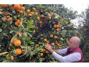 Hasat başladı: Türkiye’nin portakal üretiminin yüzde 50’sini Doğu Akdeniz karşılıyor