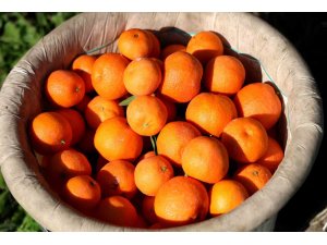 Adana’da mandalina yüz güldürüyor