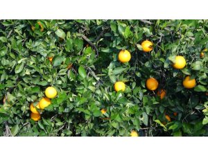 Bahçede 3 TL, markette 45 TL