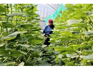 Domates serasında günlük 666 TL’ye çalışacak eleman bulunamıyor