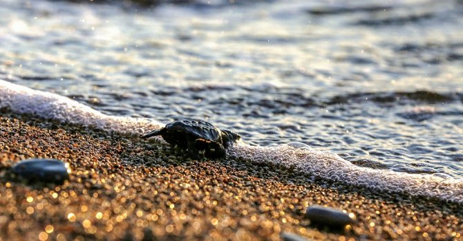 Zorlu ama muhteşem yolculuk