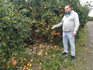 Lüks marketlerde 25 TL’ye satılan mandalinayı bedavaya dağıtsa da toplayan bulamıyor