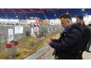 7. Ulusal Kümes Hayvanları Gösterisi’nde bin 500’ün üzerinde süs tavuğu ve kanatlı hayvan görücüye çıktı