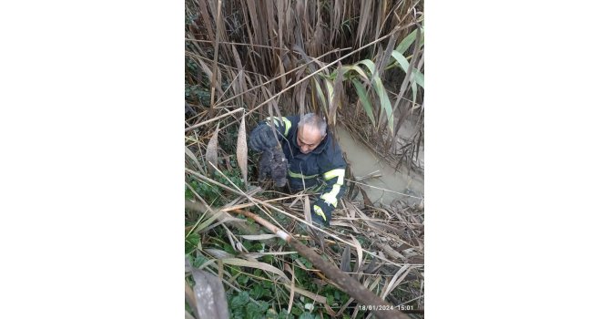 Dereye düşen yavru köpeği itfaiye ekipleri kurtardı