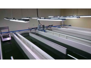 100 gramı bin liradan satılıyor