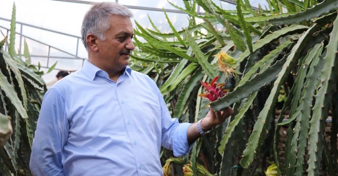 Gazipaşa tropikal meyve üretiminde çığır açacak