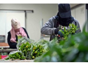 Antalya’dan Sevgililer Günü için dünyaya Türkiye nüfusu kadar çiçek