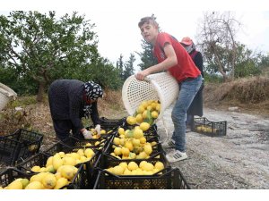 200 bin ton rekolte beklenen limonda çiftçiye önemli destek