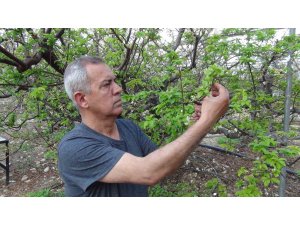 Mersin’de erik bahçeleri meyve vermeye başladı