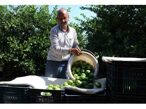 Adanalı çiftçiler yeşillenme hastalığına karşı teyakkuzda