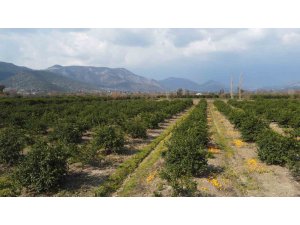 Adana’da para etmeyen narenciye bahçede kaldı