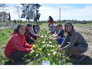 Tarım Lisesi öğrencileri ilk defa kesme çiçek yetiştirdi