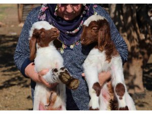 Adana yetiştiricisine 76 milyon TL destek