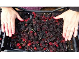 Kilosu 80 TL: Üreticisinin yüzünü güldüren meyve "karadut"