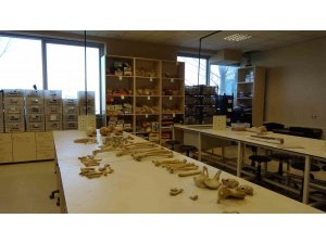 Türkiye’deki 38 farklı kazıdan toplanan 6 bin iskelet öğrencilerin ve bilimin hizmetinde