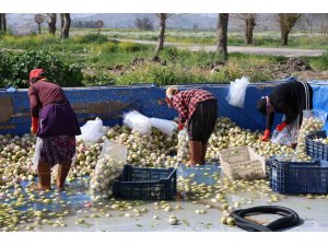 Adana’da yetişen turp, pırasa ve ıspanaklar deprem bölgesi Malatya’dan talep görüyor