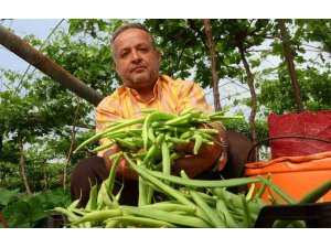 Turfanda ürünle çifte kazanç: İlk hasat fasulyede