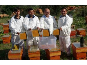 Kilosu bin TL: Sağlık açısında altın değerindeki polende hasat başladı