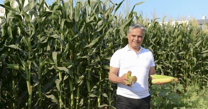 Mısır hasadı yapıldı