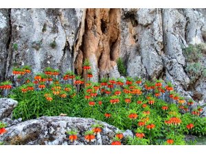 Ters lalelerin koparılmasının cezası 244 bin 315 TL