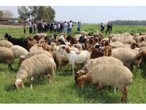 Ovadaki meralarda otlatma sezonu başladı