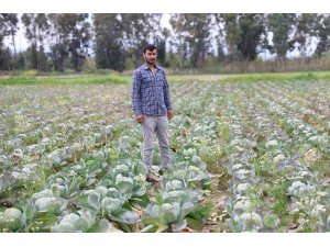 Tarlada kalan lahanayı ücretsiz dağıtıyor