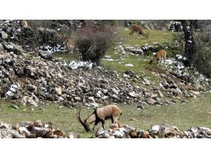 Avlanması, evcilleştirilmesi yasak olan yaban keçileri insanlarla iç içe yaşıyor