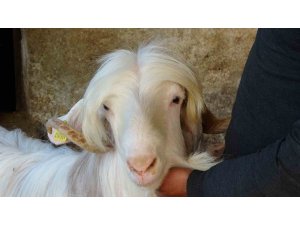 Kurbanlıklara bayram öncesi özel ilgi