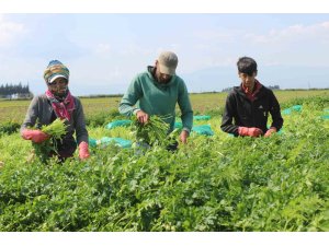 Azimle ve özenle seçilen maydanozda zorlu hasat