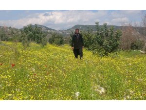 Yayla ve köyler baharla yeşile bürünerek renklendi