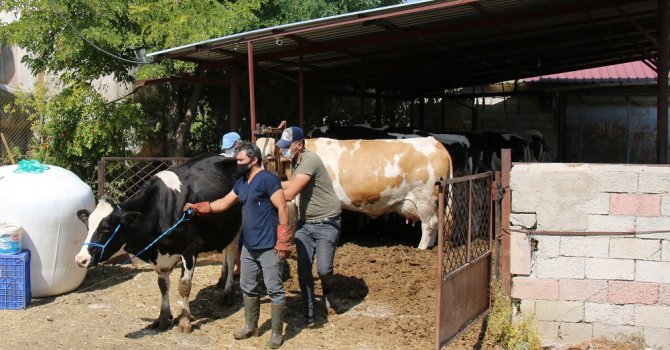 Büyükşehir Belediyesi besicinin yanında