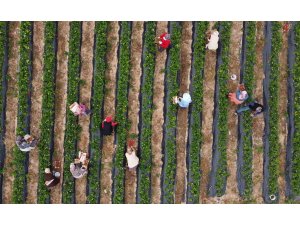 Kilosu 50 TL’ye kadar düştü: Çilekte açıkta hasat zamanı