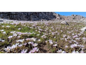 Kahramanmaraş’ta kardelenler görsel şölen oluşturuyor
