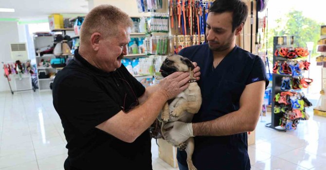 Uzmanından köpek besleyenlere uyarı: "Köpekleri ağızlık ile dolaştırın"