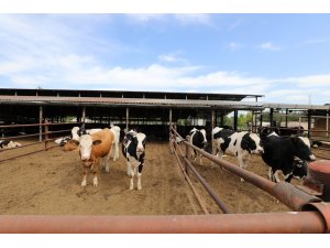 Rektör Özkan: "Dondurma ve büyükbaş hayvan et üretim tesisimizi hayata geçirmeyi planlıyoruz”