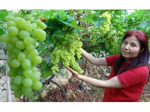 Turfanda üzüm hasadı başladı