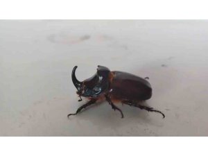 Evinin balkonunda bulduğu gergedan böceğine özel bakım
