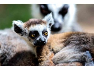 Antalya Doğal Yaşam Parkı, yeni yavrularla coşkulu bir bahar yaşıyor