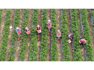 Enkaz kentte yüz güldüren çilek hasadı: Tarladan 70 TL’den alıcı buluyor