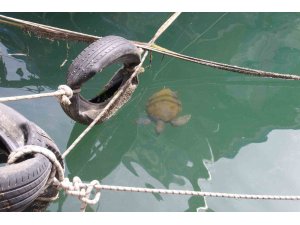 Vatandaşlar tarafından beslenen deniz kaplumbağaları balıkçı barınağını mesken edindi