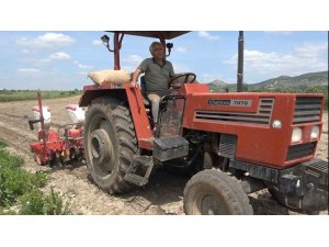 Osmaniye’de yer fıstığı tohumları toprakla buluştu