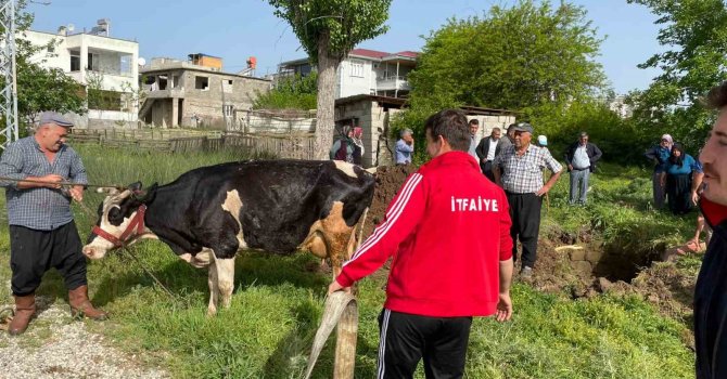Su kuyusuna düşen koyun ve inek kurtarıldı