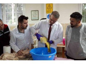 Yavru sazan balığı üretimi sağımla başladı