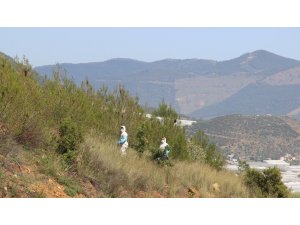 Mersin’de çamkese böceğine karşı biyolojik mücadeleye başlandı