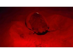 Deniz kaplumbağaları ilk yuvayı yaptı