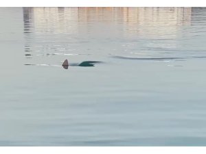 Köpek balığını görüntüleyen amatör balıkçının yaşadığı heyecan kameraya yansıdı