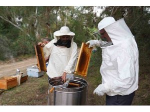 Adana’da bal hasadı başladı